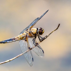 FOUR SPOT CHASER